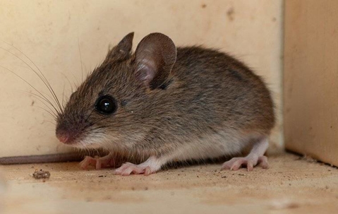 A house mouse crawling in a kitchen cabinet