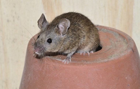 House mouse crawling on a pot