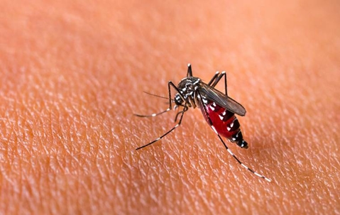 Close up of mosquito