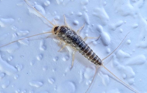A silverfish crawling on a bathroom wall