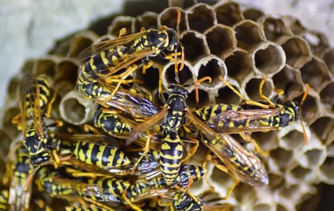 Wasps crawling on their nest