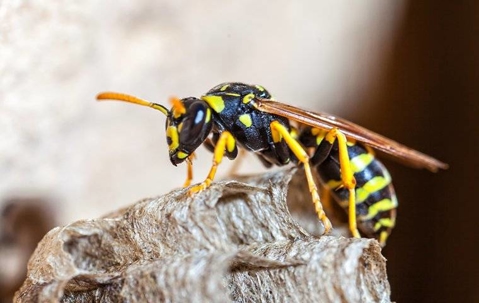 Paper Wasp crawling on its nest.