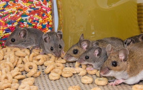 An infestation of house mice in a pantry
