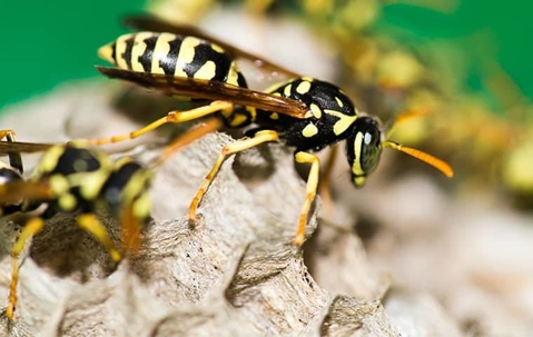 Wasps on their nest.