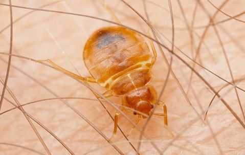 A bed bug crawling on human skin