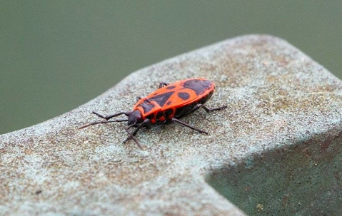 Boxelder Bug on a rock.