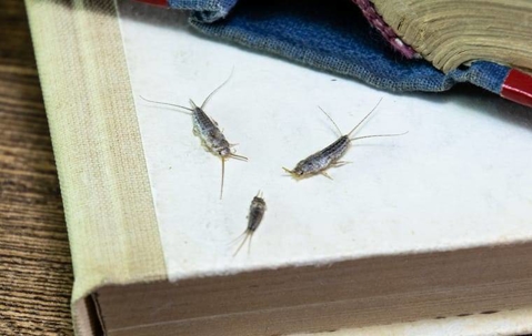 Silverfish crawling in a home