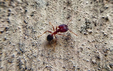 Big red ant crawling on the ground.