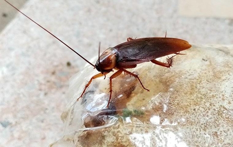 Cockroach on a clear plastic bag of food.