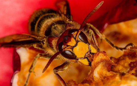 Hornet on a piece of fruit.