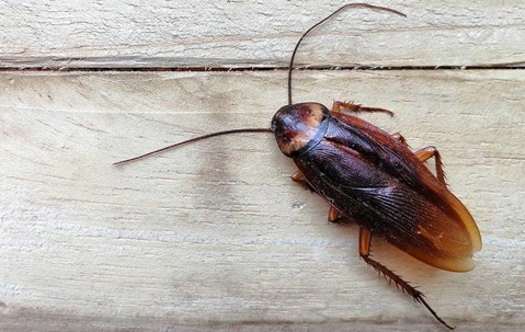 Cockroach crawling on a wooden surface.