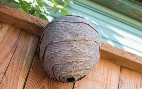 Hornet nest on fence
