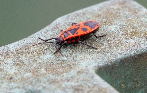 A boxelder bug outside a home