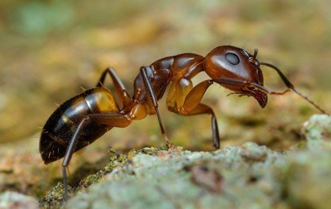Close up of an Argentine ant