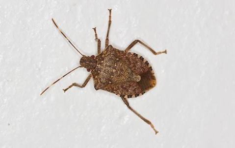 A stink bug crawling on a wall of a home