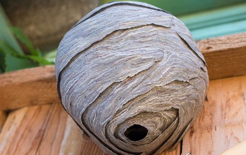 Wasps nest on a wooden fence.