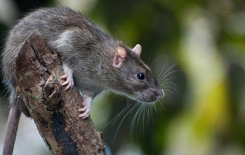 Rat outside home