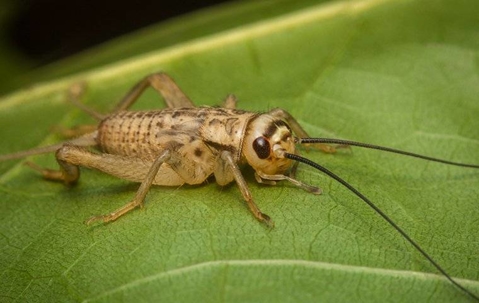 House cricket on a leaf.