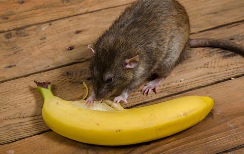 Rat peeling a banana on the floor.