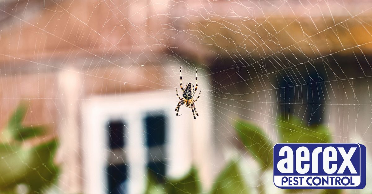 Simple Steps to Prevent Spider Infestations in Autumn