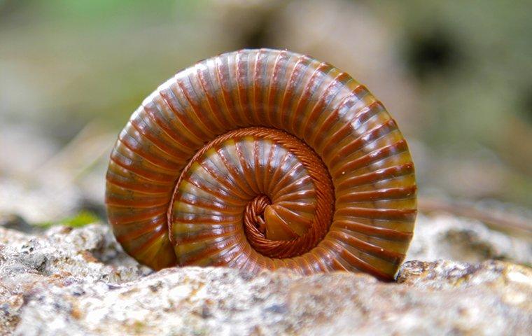 centipede rolled up