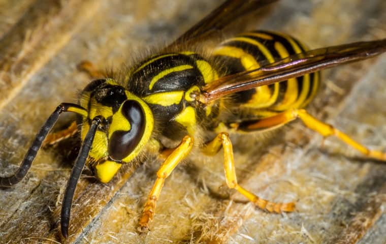 yellow jacket wasp