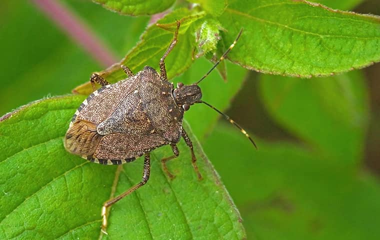 stink bug on a leaf