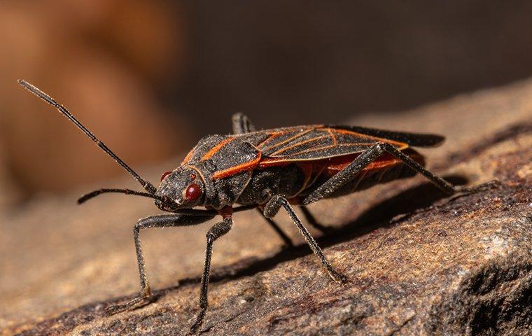 boxelder bug