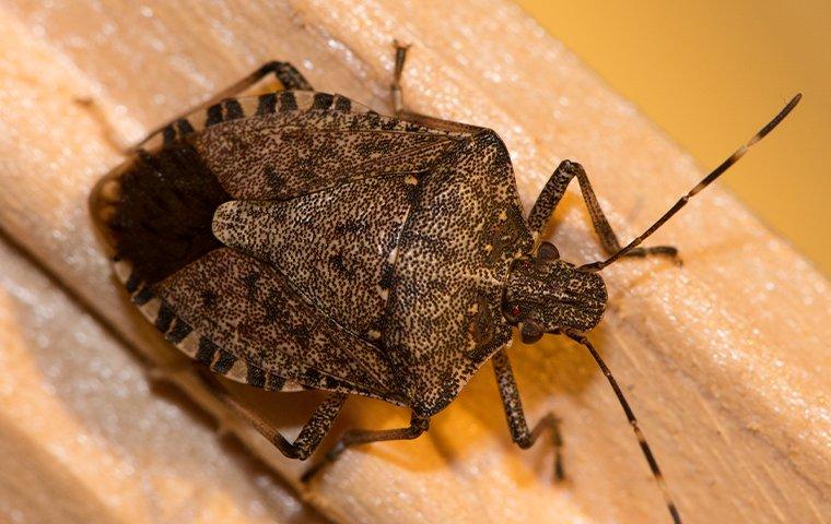 Stink Bugs