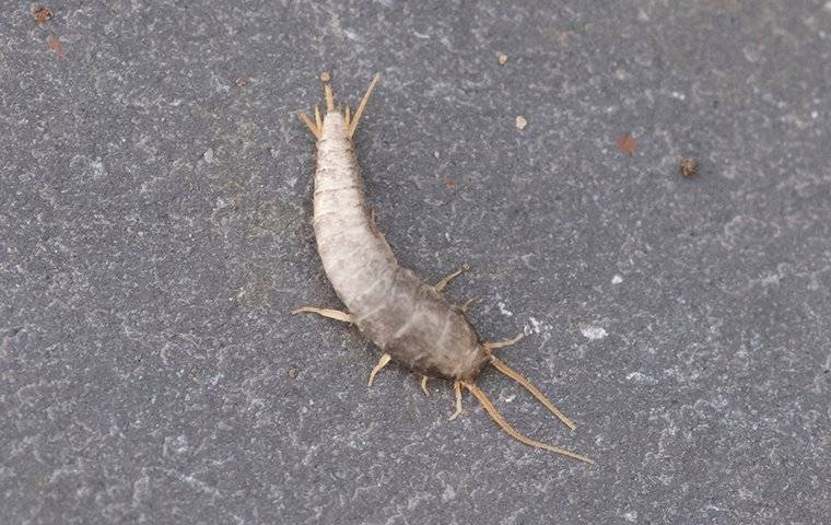 Silverfish clearance in bathroom
